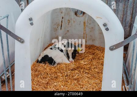 Kleines Kalb mit gelben Ohrmarken, das in einem Käfig in einer sonnigen Viehscheune auf dem Bauernhof auf dem Land steht und in die Kamera blickt. Rinderrasse Stockfoto