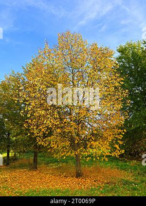 Herbstlandschaft. Goldener Baum im Landschaftspark Mitino am sonnigen Tag, Moskau Stockfoto