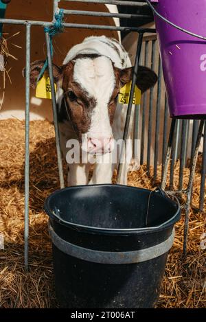 Kleines Kalb mit gelben Ohrmarken, das in einem Käfig in einer sonnigen Viehscheune auf dem Bauernhof auf dem Land steht und in die Kamera blickt. Rinderrasse Stockfoto