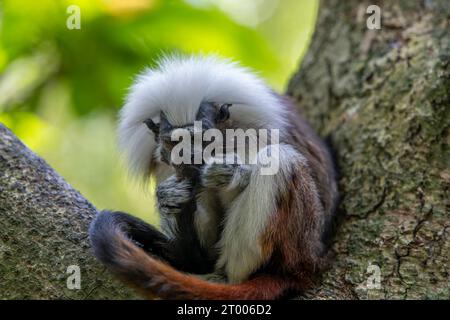 Tamarin mit Baumwolloberteil im Baum Stockfoto