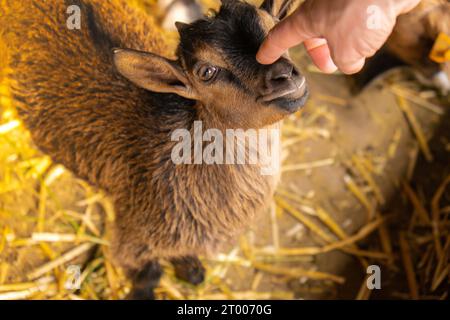 Tiere Ziegen essen auf der Farm. Der Hausbetrieb kaut. Landwirtschaft und Ökologie Molkerei. Volleuter mit Milch, Futter für das kleine Kind Stockfoto