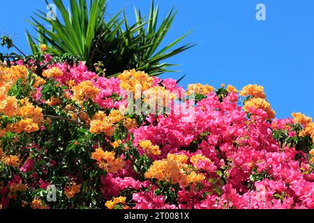 Entzückende dichte Bougainvillea Stockfoto