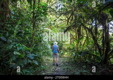Wanderung in den Dschungel Stockfoto