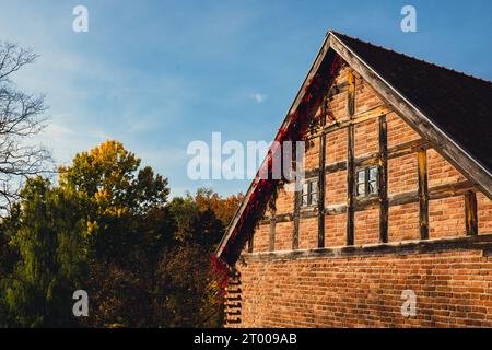 Herbstfenster in alter Ziegelmauer mit Blättern in roter Farbe bedeckt. Herbstliche Herbstatmosphäre am Sonnentag. Stockfoto