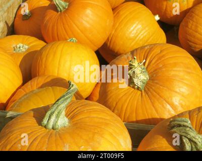 Wunderschöne goldene gelbe österreichische Kürbisse in einer Holzbox an einem hellen sonnigen Herbsttag für halloween oder Thanksgiving-Grußkarten Stockfoto