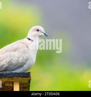 Taube, die auf einem Vogelfutter sitzt Stockfoto