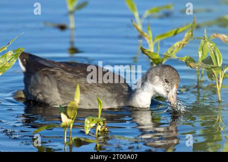 Junghühner auf der Suche nach Nahrung. Stockfoto