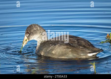 Junghühner schwimmen im Teich. Stockfoto