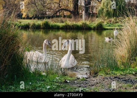 Zwei weiße Schwanenpaare, die sich lieben. Wilder Schwan (Cygnus olor