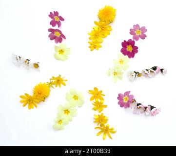 Symbole, Buchstaben aus frisch geerntetem Gelb, Orange, Blumen. Für Geburtstagsfeiern, Hochzeiten, Firmenveranstaltungen, Sonnenstrahlen Stockfoto