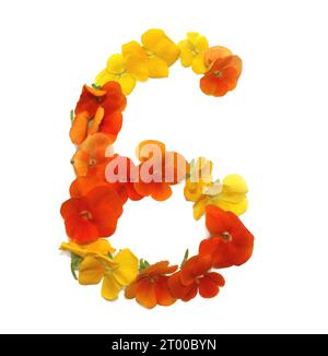 Nummer aus frisch gepflückten gelben, orangen, roten, Blumen. Isoliert auf weißem Hintergrund für Geburtstagsfeier, Jahrestag, sechs, sechs Stockfoto