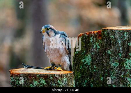 Lanner Falcon Liegt Im Freien In Seiner Natürlichen Umgebung Stockfoto