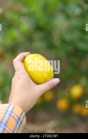 Frische gelbe reife Zitronen auf dem Baum. Zitronenanbau mit Korb voller Zitrone Â Bauernhof. Stockfoto