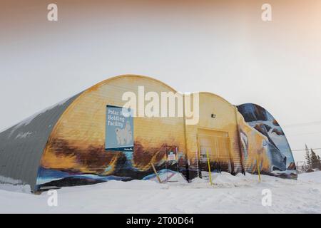 Eisbär gemalt vor dem Eisbärengefängnis, Churchill, Manitaba, Kanada. Stockfoto