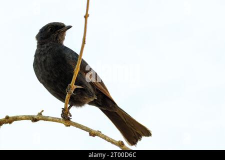 Südlicher schwarzer Fliegenfänger (Melaenornis pammelaina) auf einem Zweig, Mpumalanga, Südafrika. Stockfoto