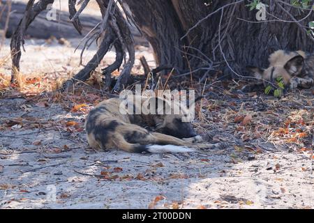 Dieses kleine Rudel wilder Hunde ruhte im Schatten. Das Alpha-Weibchen wurde für ein Forschungsprogramm in Botswana per Radio markiert Stockfoto