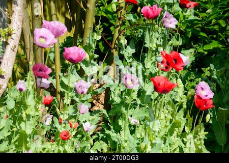 Mischung aus rotem und violettem Mohn im Frühling, Somerset, Großbritannien, Europa Stockfoto