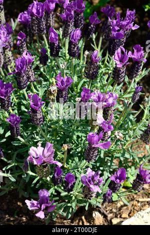 Französische Lavendelpflanze in voller Blüte, Chard, Somerset, Großbritannien, Europa, Stockfoto