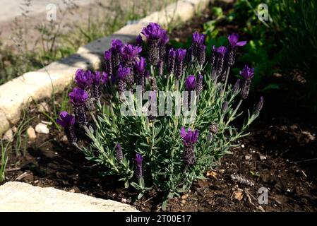 Französische Lavendelpflanze in voller Blüte, Chard, Somerset, Großbritannien, Europa, Stockfoto