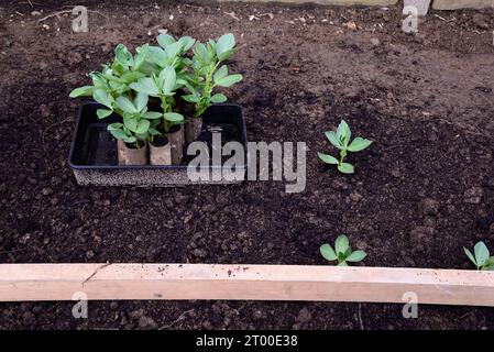 In Toilettenrollen gepflanzte Bohnensämlinge (Vicia Faba), die in einem Saatguttablett sitzen und bereit zum Auspflanzen stehen, Somerset, Vereinigtes Königreich, Europa Stockfoto