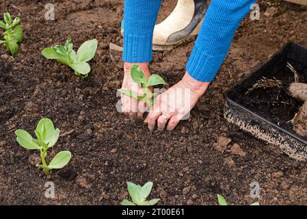 Broad Bean Setzlinge werden in Rows gepflanzt, Somerset, Großbritannien, Europa Stockfoto