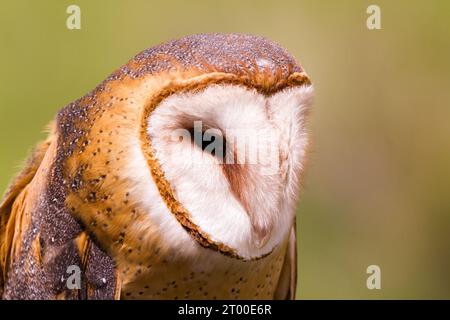 Schleiereule Stockfoto