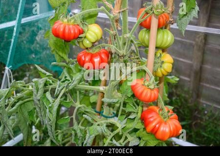 Costoluto Fiorentino-Tomaten, die in einem Gewächshaus auf der Rebe angebaut werden, Vereinigtes Königreich, Europa, Stockfoto