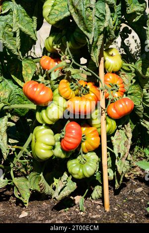 Costoluto Fiorentino-Tomaten, die auf der Weinrebe auf einem Gemüsegrundstück angebaut werden, Vereinigtes Königreich, Europa, Stockfoto