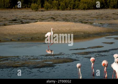 Tausende von größeren Flamingos (Phoenicopterus roseus) im Ras Al Khor Wildlife Sanctuary in Dubai, waten in der Lagune und fischen. Stockfoto