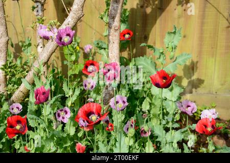 Mischung aus rotem und violettem Mohn während der Frühlingszeit, Somerset, Großbritannien, Europa, Stockfoto