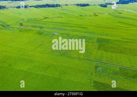 Luftaufnahme eines grünen Reisfeldes nach dem Zyklon Bulbul bei Dacope in Khulna, Bangladesch. Stockfoto