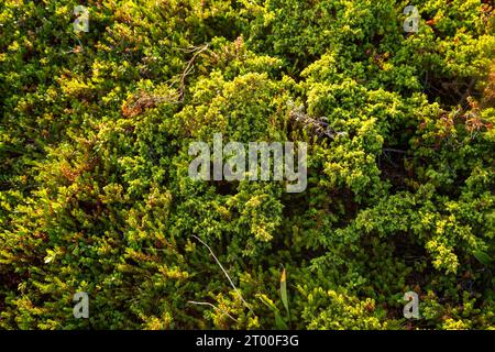 Niedrig wachsender wacholder in der Tundra, Blick von oben. Natürlicher Hintergrund. Stockfoto