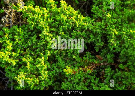 Niedrig wachsender wacholder in der Tundra, Blick von oben. Natürlicher Hintergrund. Stockfoto