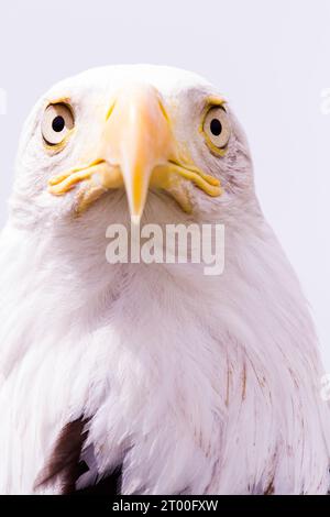 Weißkopf-Seeadler Stockfoto