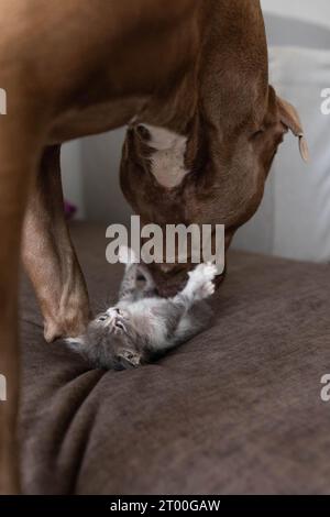 Ein Hund reinigt und leckt ein Kätzchen Stockfoto