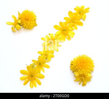 Symbole, Buchstaben aus frisch geerntetem Gelb, Orange, Blumen. Für Geburtstagsfeiern, Hochzeiten, Firmenveranstaltungen, Prozent Stockfoto