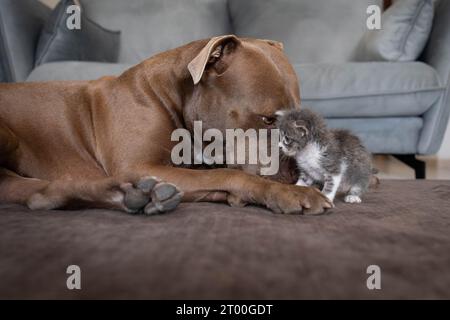 Ein Kätzchen mit einem Pitbull-Hund Stockfoto