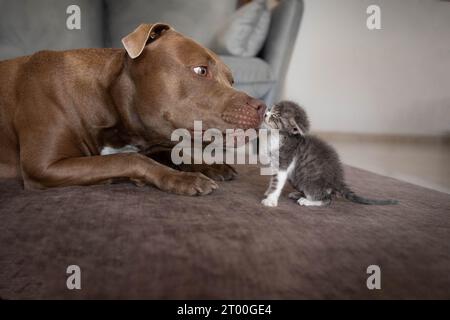 Ein Kätzchen mit einem Pitbull-Hund Stockfoto