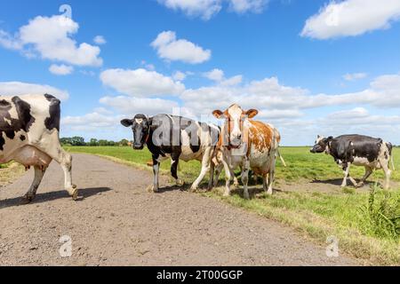 Eine Reihe von Kühen passiert einen Pfad auf einer Wiese unter blauem Himmel, Herde nach dem anderen, auf dem Weg zum Melkroboter Stockfoto