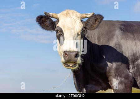 Kuhporträt schwarz-weiß, Mund offen, Moo, Hörner und Blick auf die Kamera Stockfoto