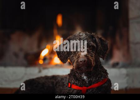 Schöner Hund, der vor dem Kamin liegt. Isoliertes Bild Stockfoto