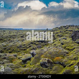 Malerische grüne Lavafelder im Herbst in der Nähe des Fjadrargljufur Canyon in Island. Grünes Moos auf vulkanischen Lavasteinen. Einzigartige Lavafelder Stockfoto