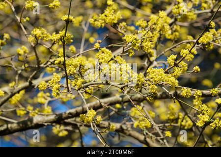 Cornus MAS, Kornelkirsche, kornel, essbares Hartholz, Sorbet, Cornus mascula, kleine Gruppen von winzigen, hellgelben Blüten im Spätwinter Stockfoto