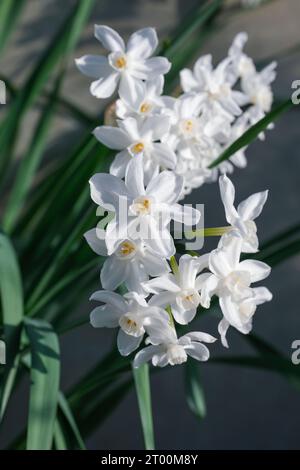 Narcissus papyraceus, weißes Narzissen aus Papier, einzelne weiße Blüten Stockfoto