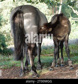 Ein Fohlen trinkt von seiner Mutter. Das sind isländische Pferde, die frei in der Posbank in den Niederlanden herumlaufen Stockfoto