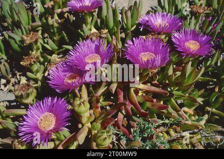 Elands Sour Feigenpflanze in Blüte, Detail von Blüten und Blättern, Carpobrotus acinaciformis, Aizoaceae Stockfoto