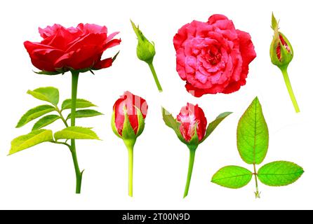 Sammlung schöner roter Rosenblüten, roter Rosenknospen und Blätter, Rote Rose auf weißem Hintergrund, Stockfoto