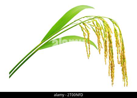 Paddy-Reis mit grüner Klinge, Ohren von Paddy-Reis isoliert auf weißem Hintergrund, ein Haufen Paddy-Reis Stockfoto
