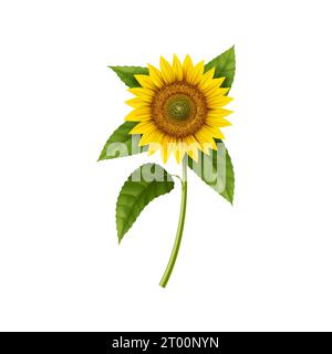 Realistische Sonnenblume, isolierter 3D-Vektor helle und kühne Gartenpflanze, steht hoch mit leuchtenden gelben Blütenblättern, die Wärme und Beifall ausstrahlen. Symbol des Sommers und des Glücks, Quelle des natürlichen Pflanzenöls Stock Vektor