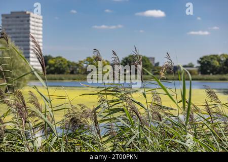 Woodberry Down Wetlands Local Area Photography – London UK Stockfoto